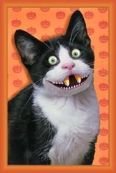 734da26cec3eca36f17d5f9e0b1c21dc